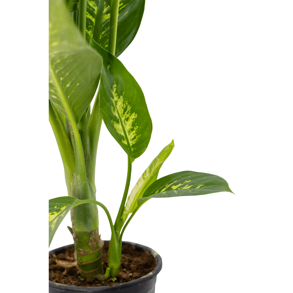 Difenbahya (Dieffenbachia Tropic Snow) 80-100 Cm