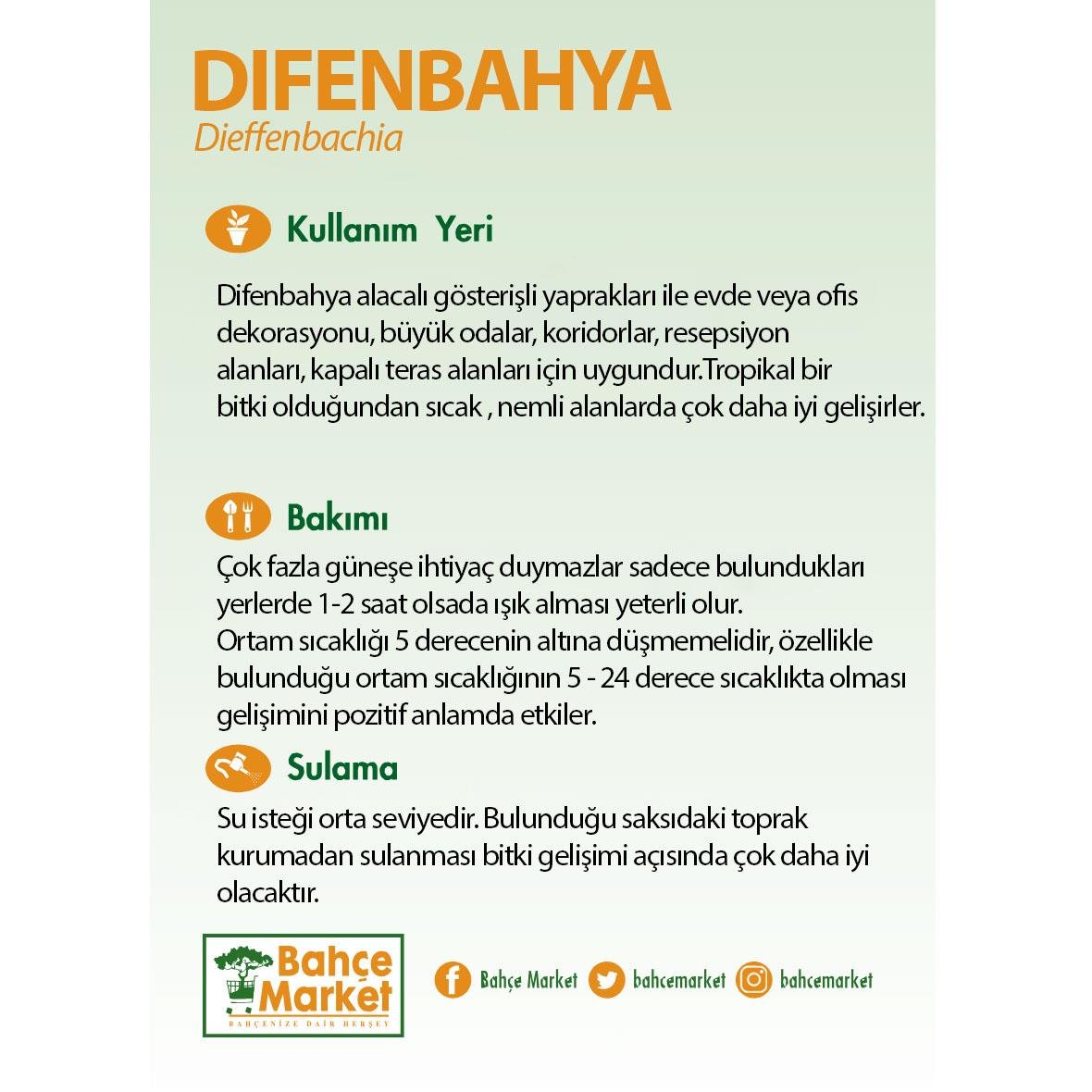 Difenbahya (Dieffenbachia Tropic Snow) Bitkisi - Çap 17 Cm - Boy 40-60 Cm Yeşil