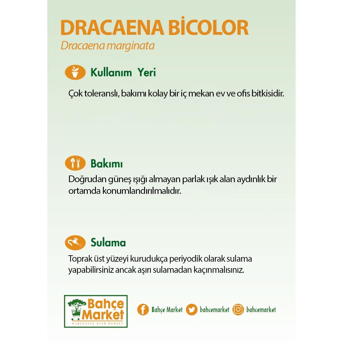 Dracaena Bicolor 2li
