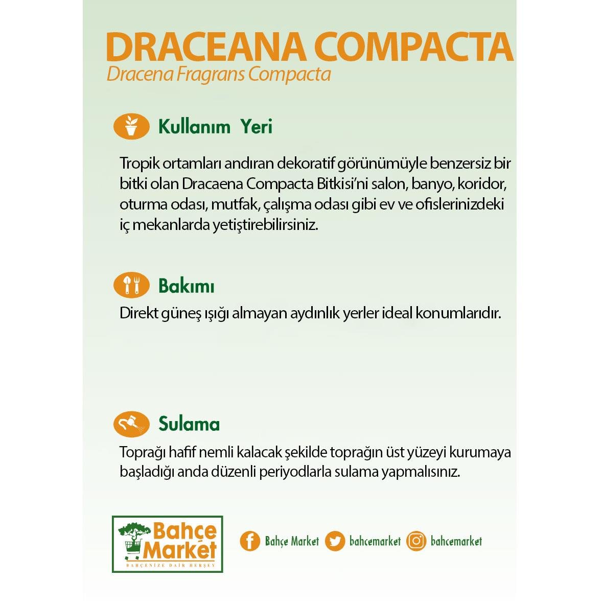 Dracaena Compacta Bitkisi 110-130 Cm