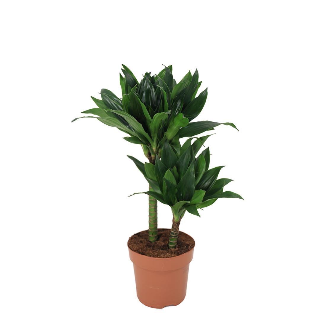 Dracaena Compacta Green Jewel Bitkisi 60-80 Cm