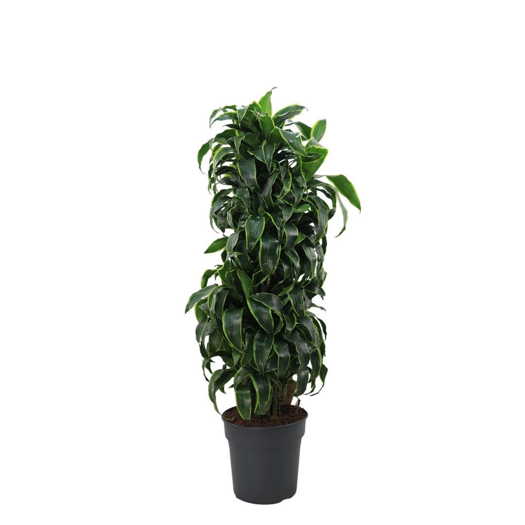 Dracaena Dorado Bitkisi 120-140 Cm
