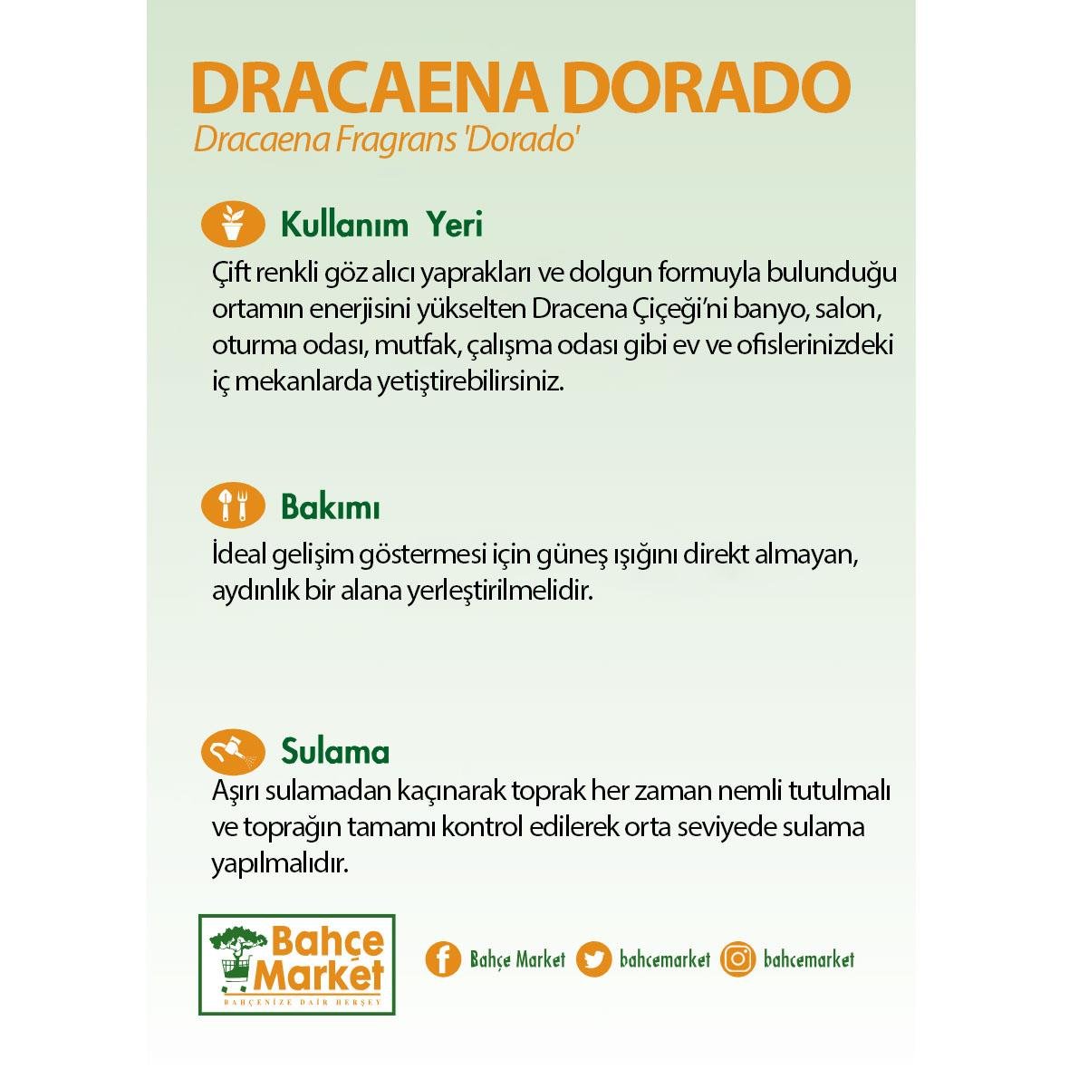 Dracaena Dorado Bitkisi 120-140 Cm