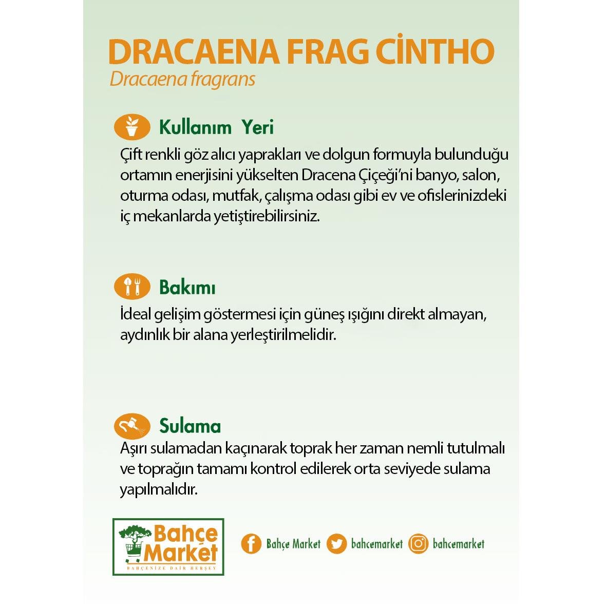 Dracaena Frag Cintho 30-40 Cm