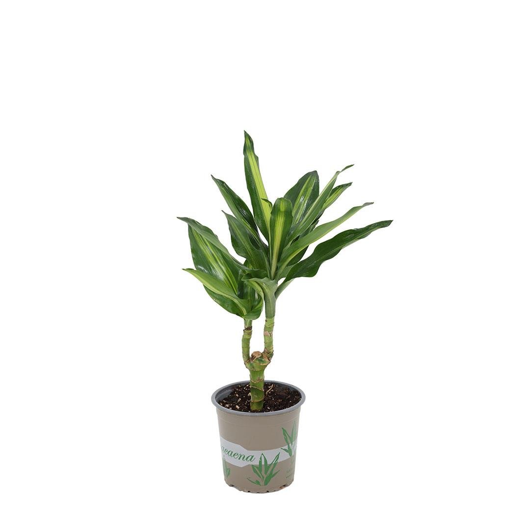 Dracaena Frag Cintho 30-40 Cm