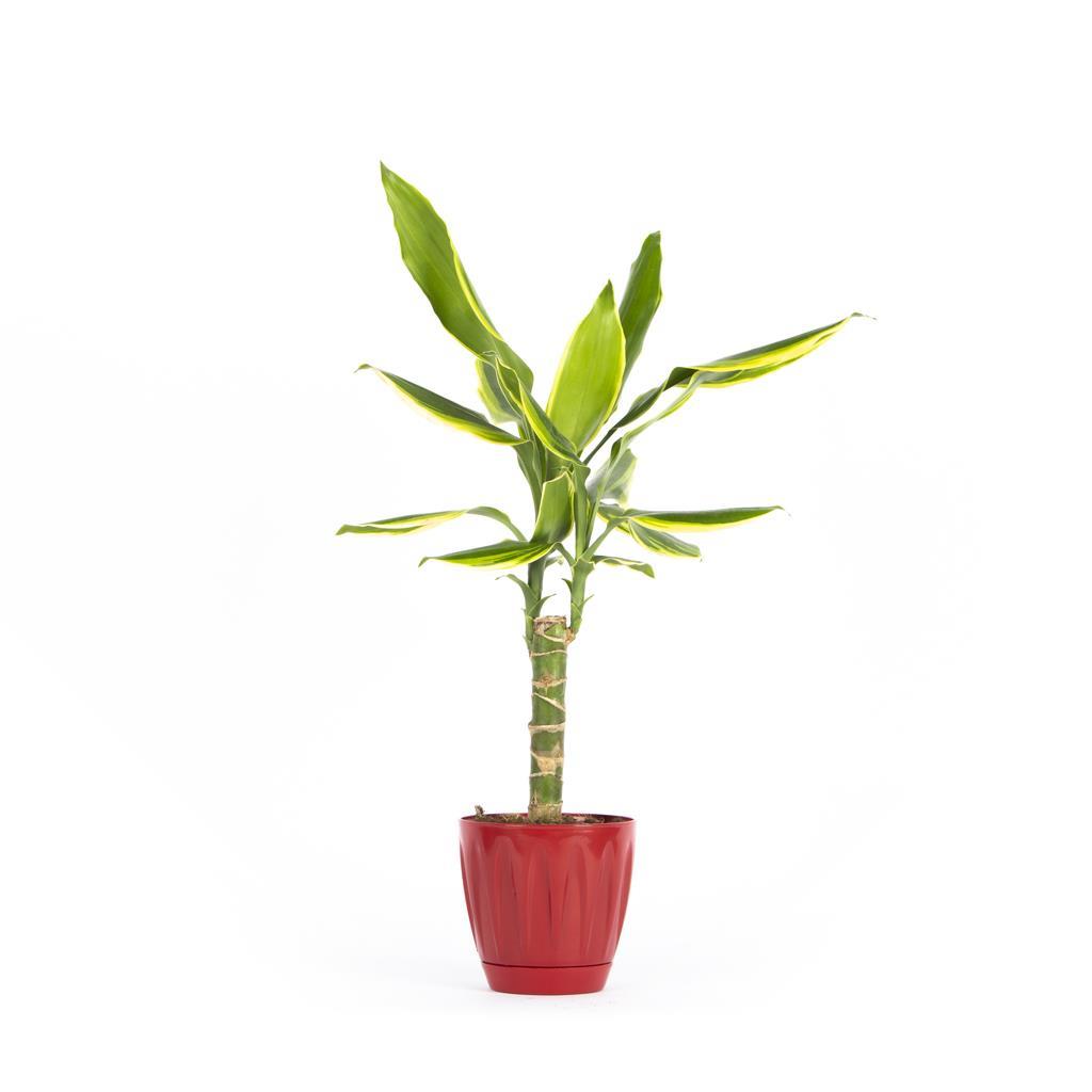 dracaena-fragrans-golden-coast-8d3-44.jpg