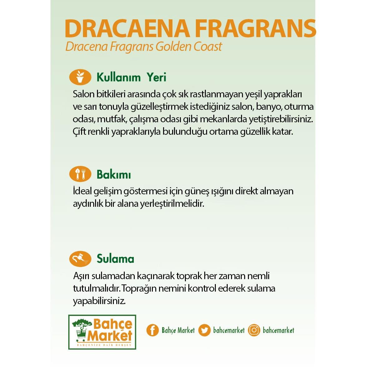 Dracaena Fragrans Golden Coast Yeşil