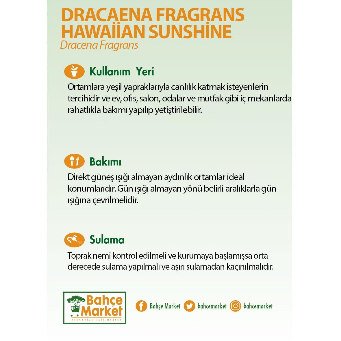 Dracaena Fragrans Hawaiian Sunshine Yeşil