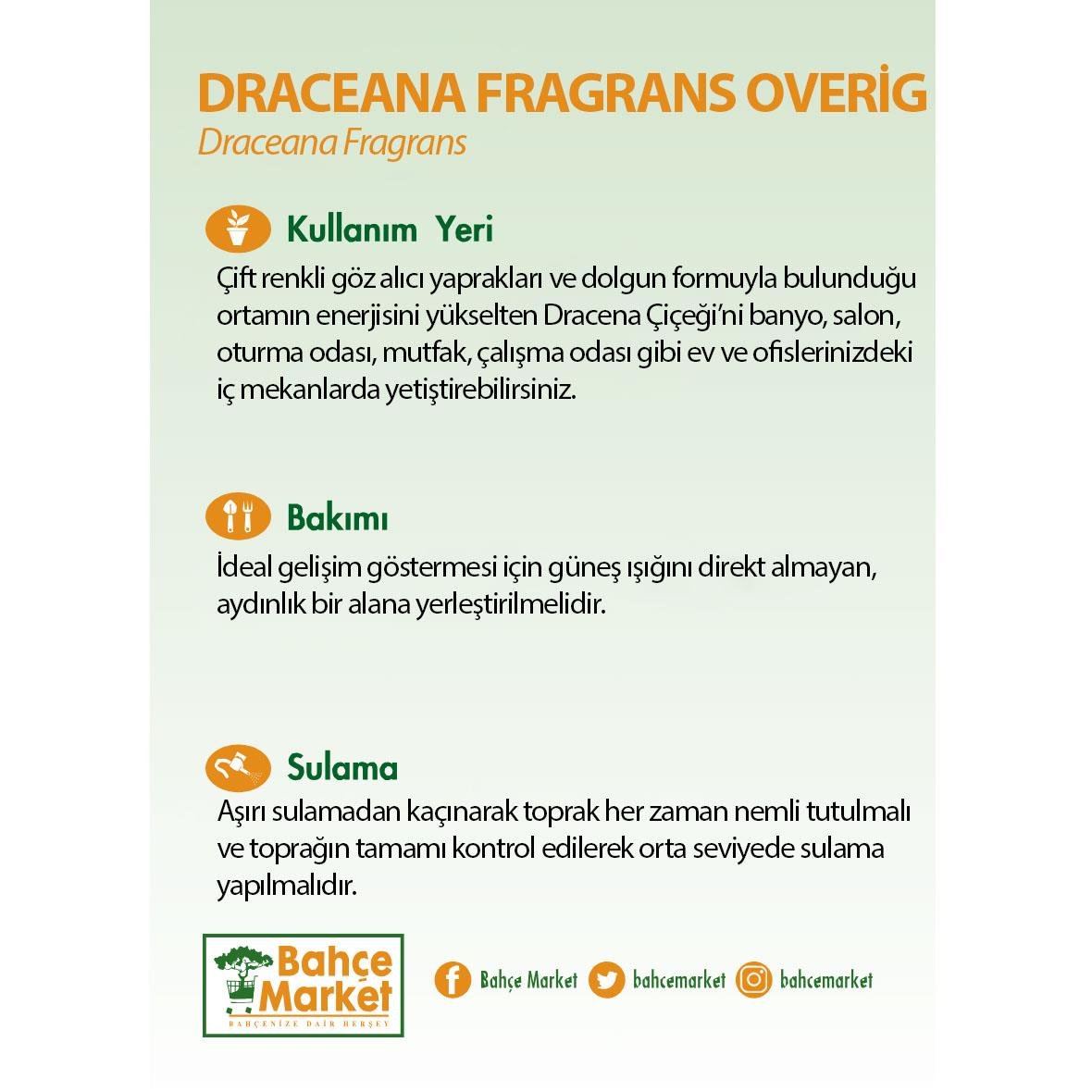 Dracaena Fragrans Overig 50 - 60 Cm Yeşil