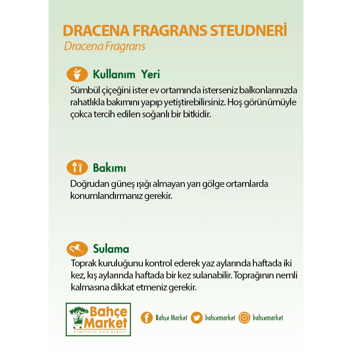 Dracaena Fragrans Steudneri Yeşil