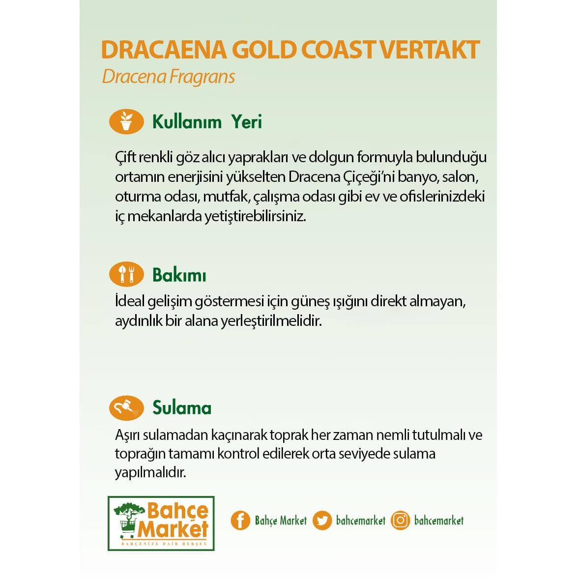 Dracaena Gold Coast Vertakt Bitkisi - Çap 40 Cm - Boy 180-200 Cm  Yeşil