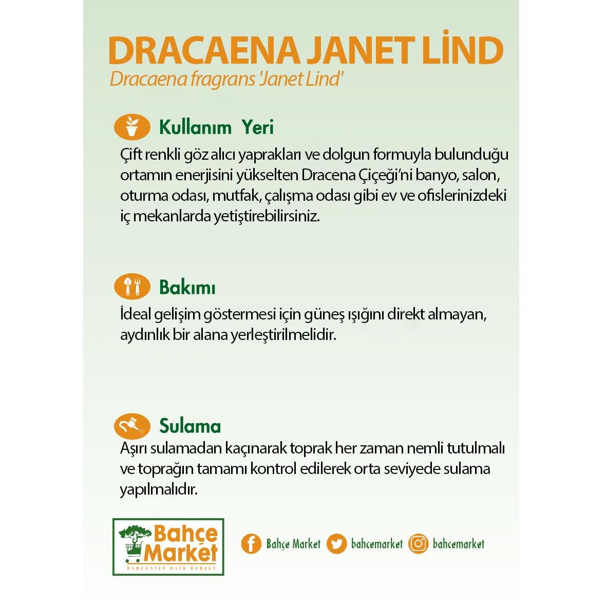 Dracaena Janet Lind Bitkisi 60-80 Cm