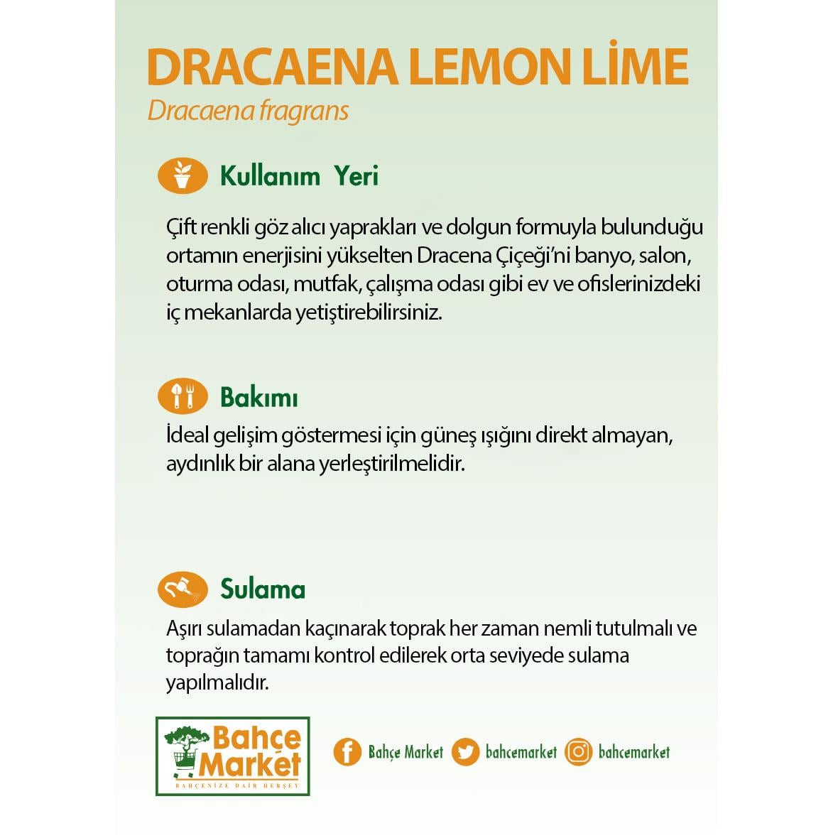 Dracaena Lemon Lime 19 Çap