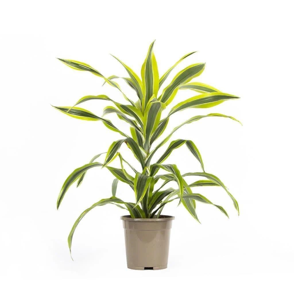 Dracaena Lemon Lime 50-60 Cm
