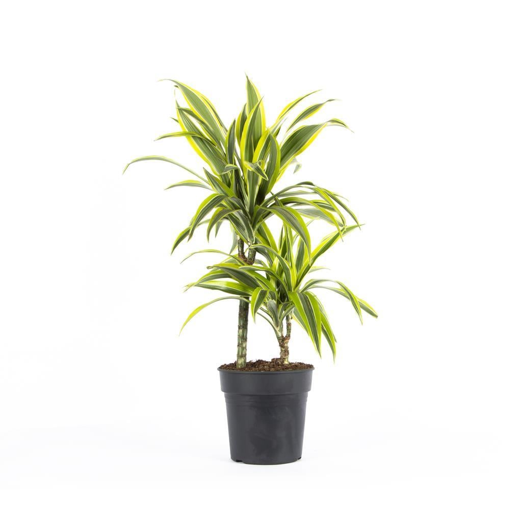 dracaena-lemon-lime-901fdf.jpg
