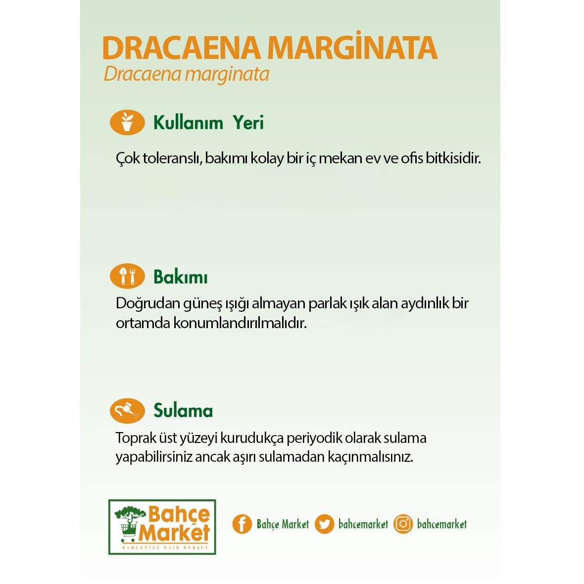 Dracaena Marginata 2 Gövdeli Yeşil