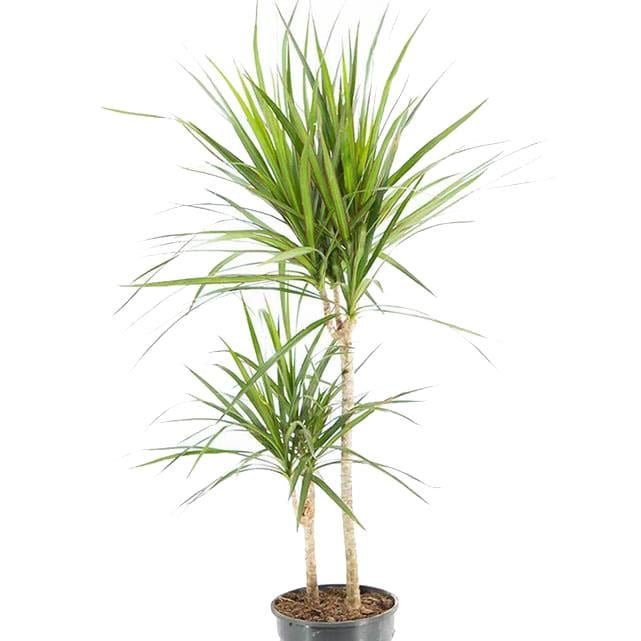 Dracaena Marginata 2 Gövdeli Yeşil