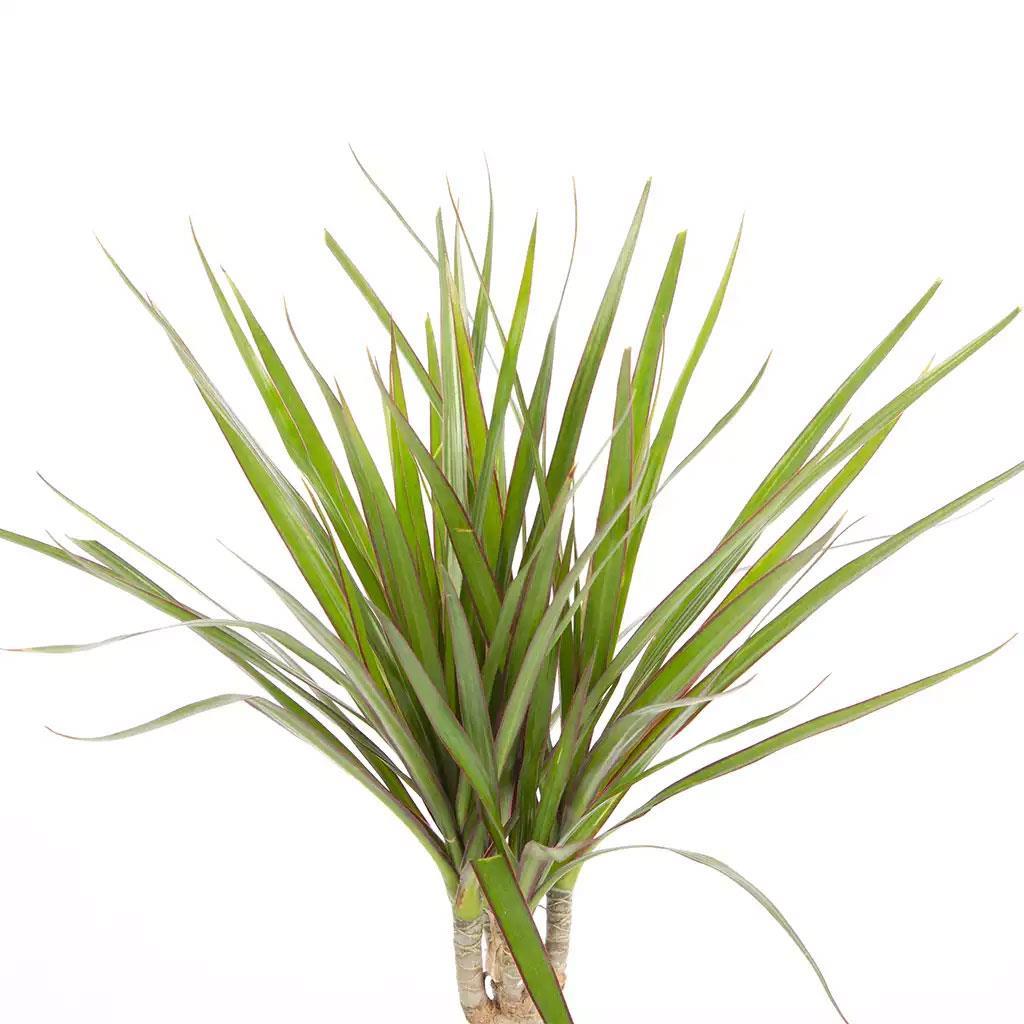 dracaena-marginata-tekli-e74ff0.jpg