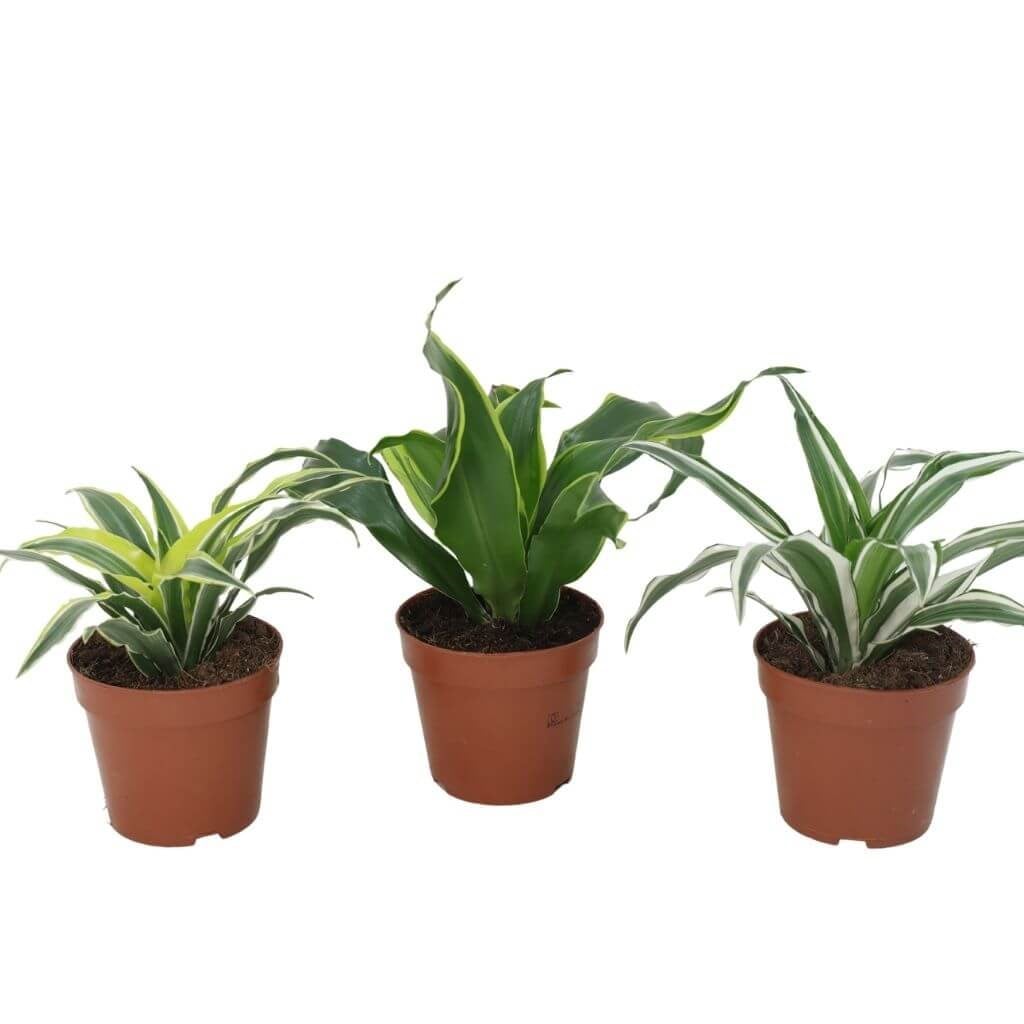 Dracaena Mix