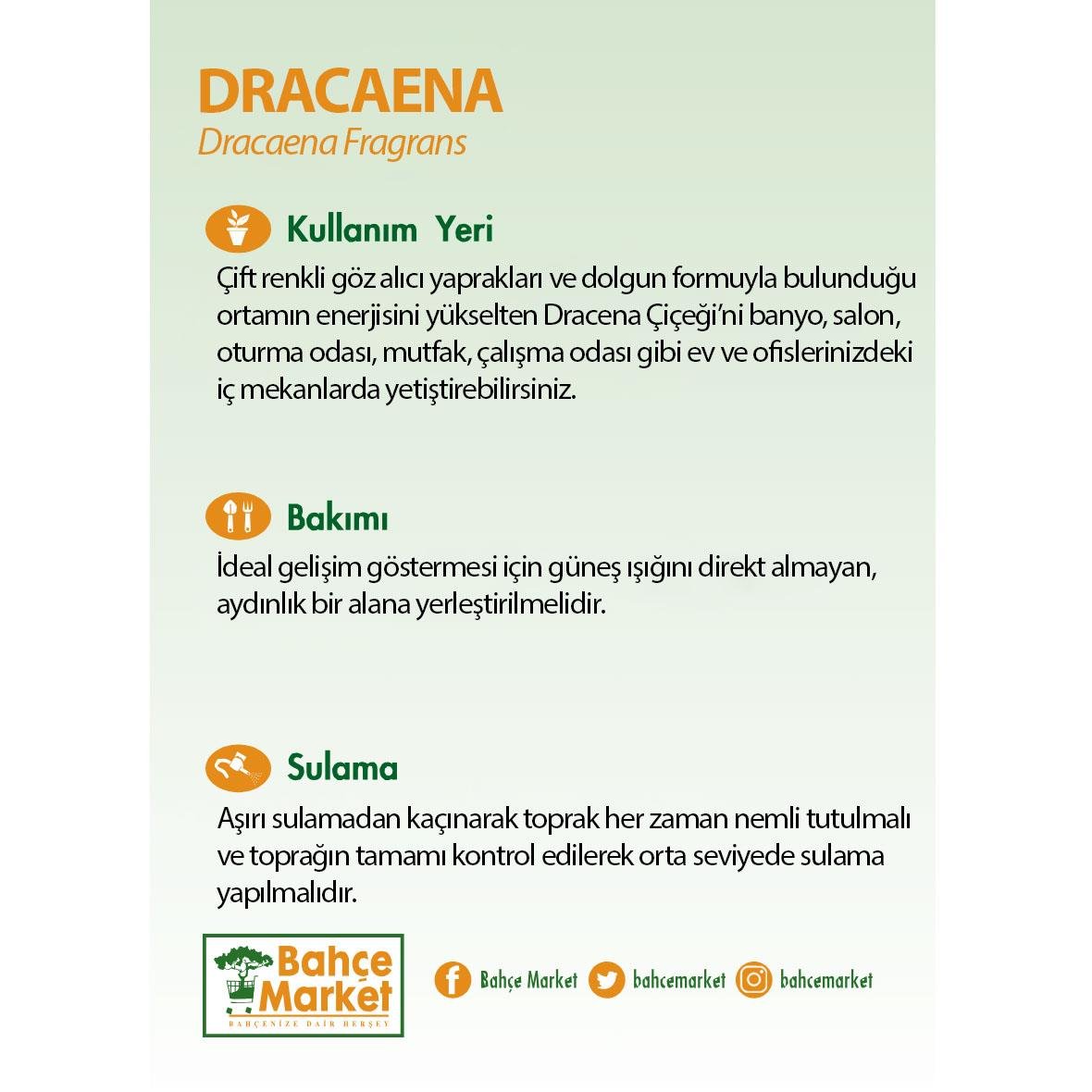 Dracaena Mix Bitkisi Yeşil