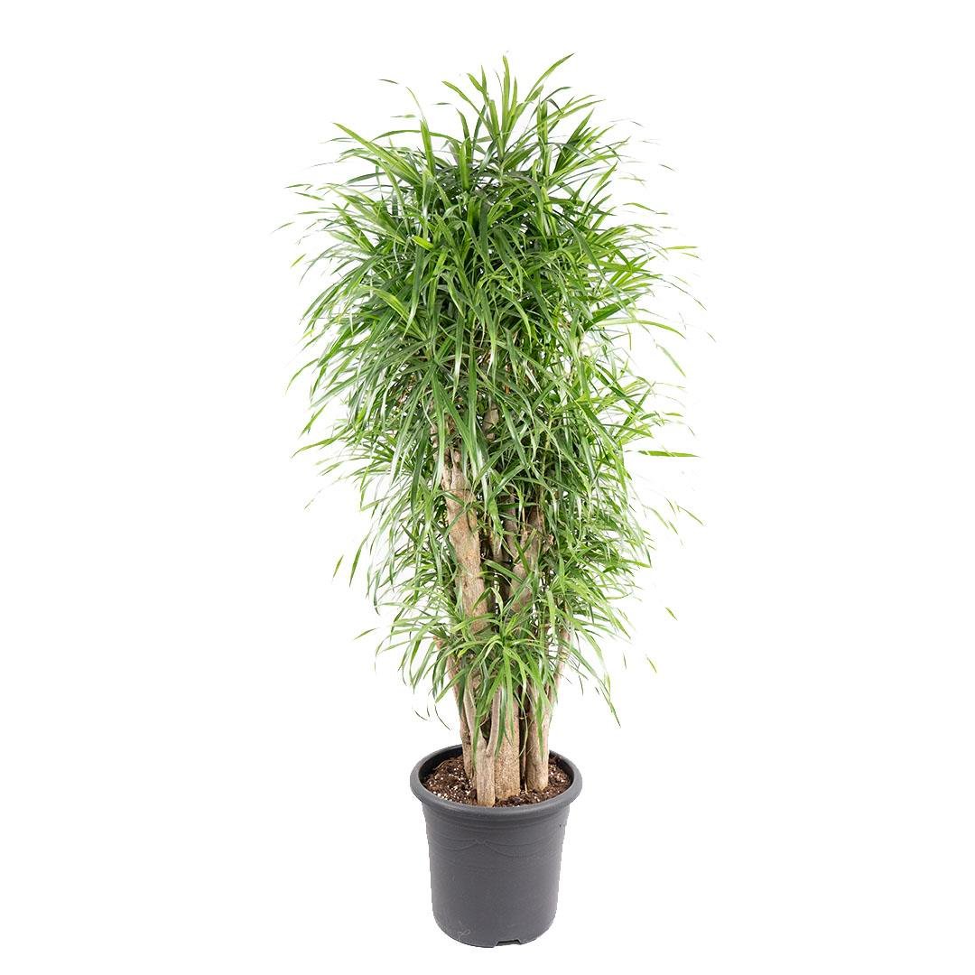 Dracaena Reflexa Overıg Bitkisi - Çap 32 - Boy 120 130 Cm  Yeşil