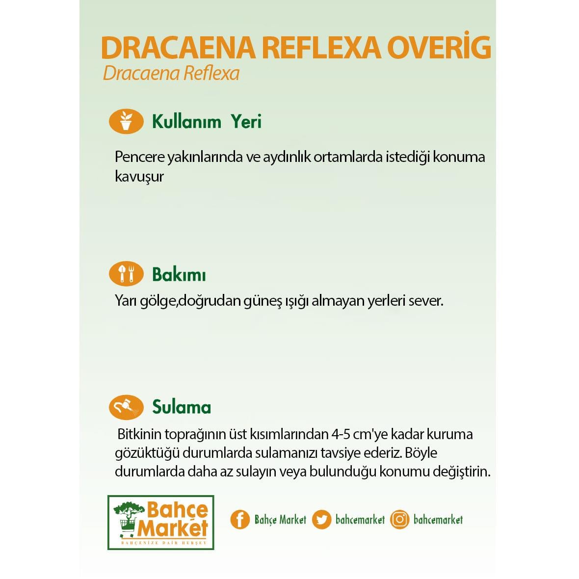 Dracaena Reflexa Overig Bitkisi - Çap 32 - Boy 120 130 Cm  Yeşil