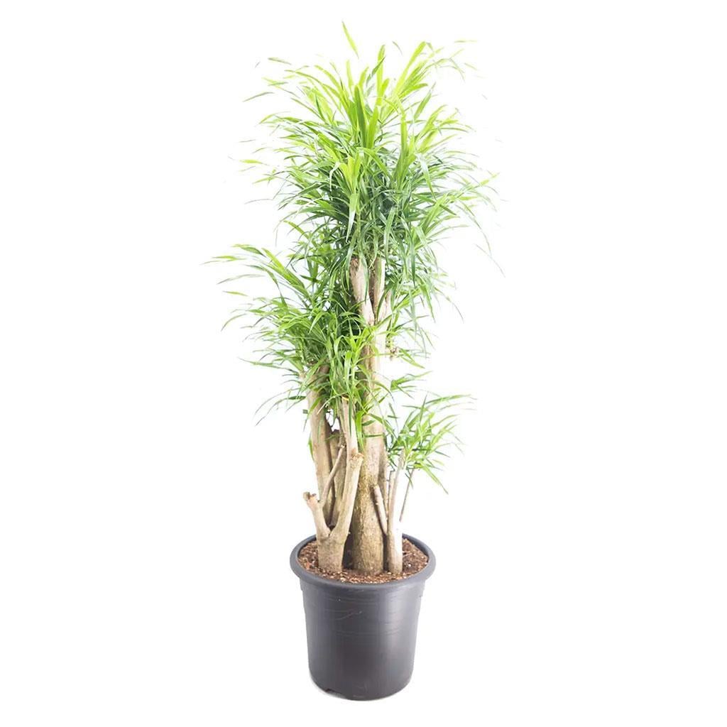 dracaena-reflexa-overig-bitkisi-cap-32-ef8d1b.jpg