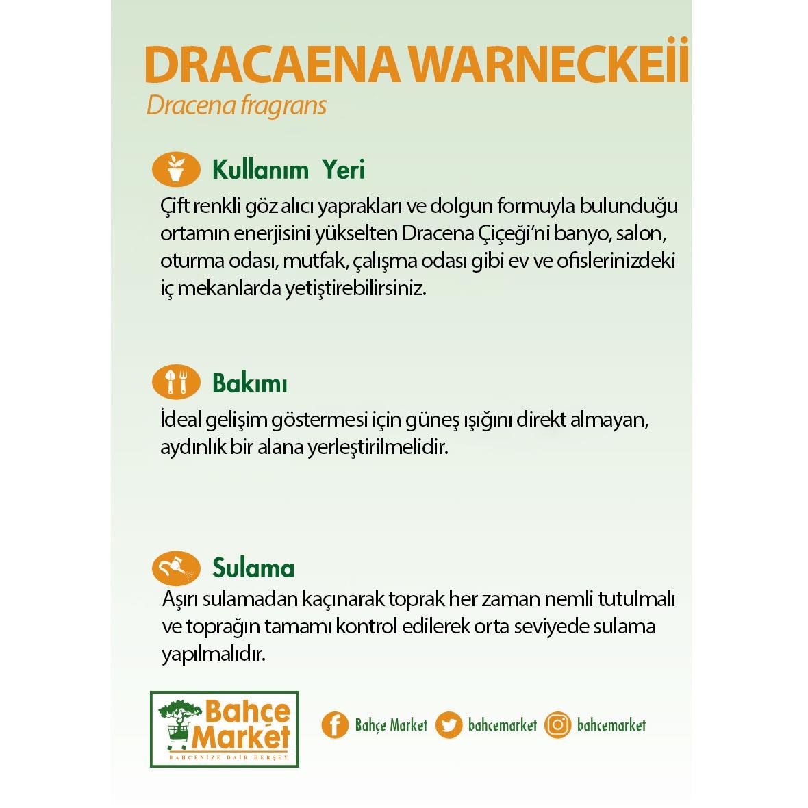 Dracaena Warneckei Çiçeği 80 - 100 Cm