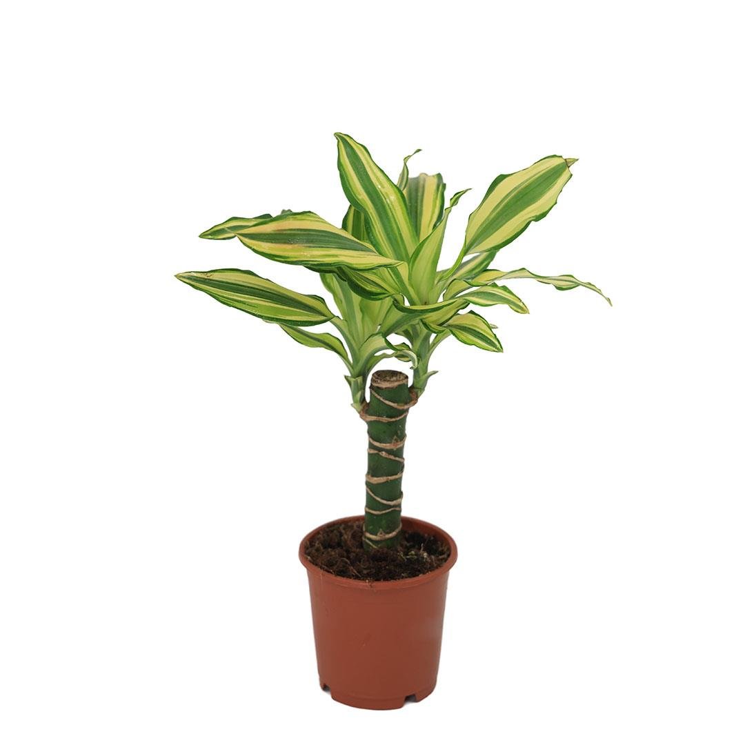 Dracaena Yellow Coast Yeşil