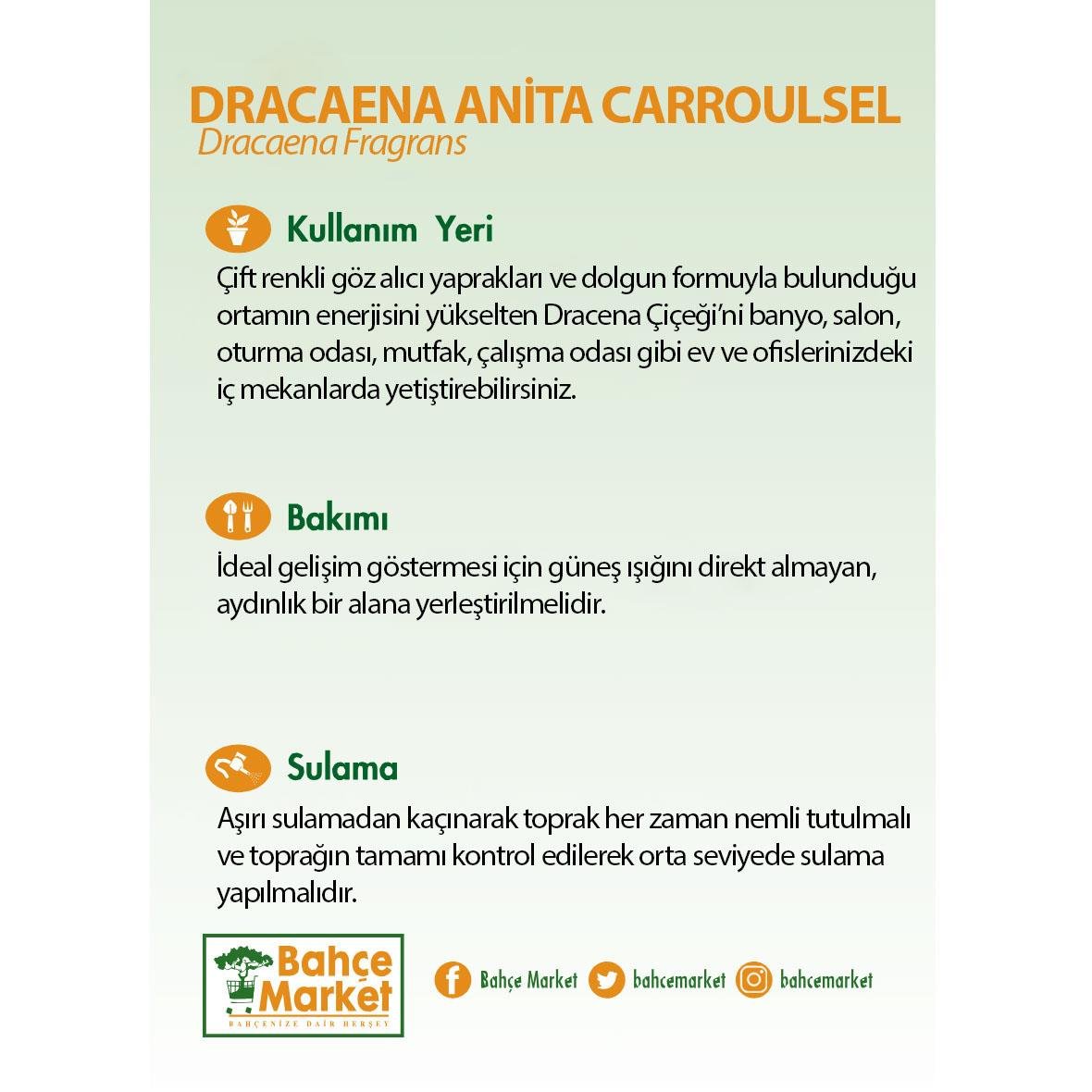 Draceana Anita Carrousel 60-80 Cm