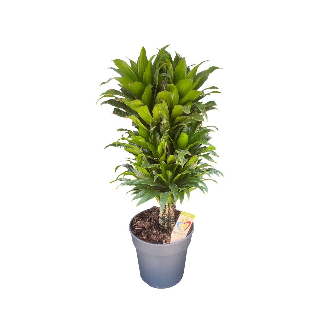 Draceana Compacta 80-100 Cm
