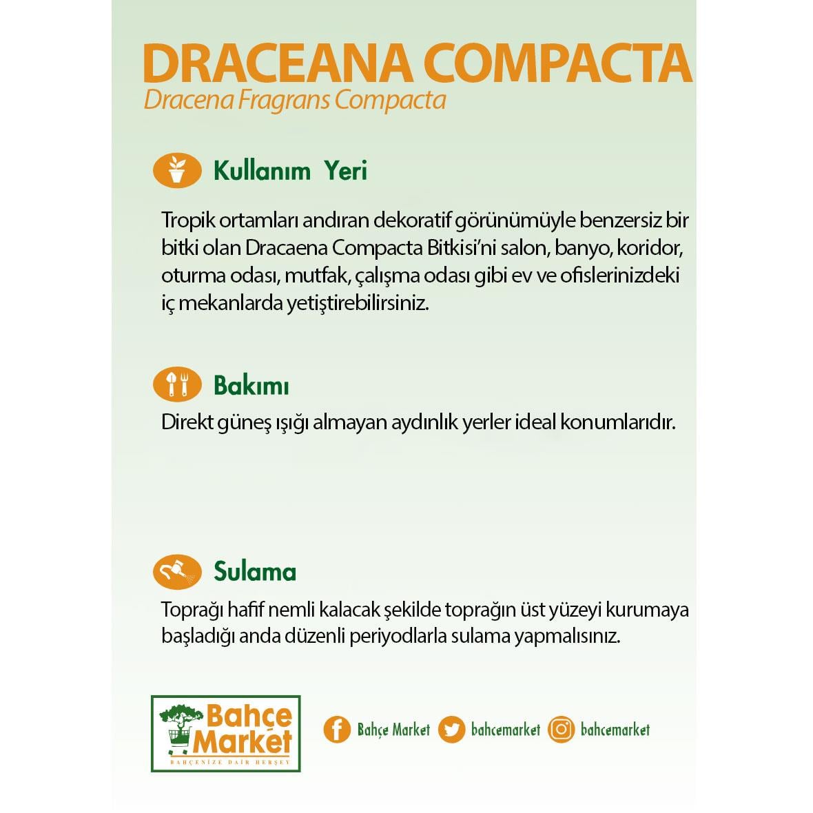 Draceana Compacta Yeşil
