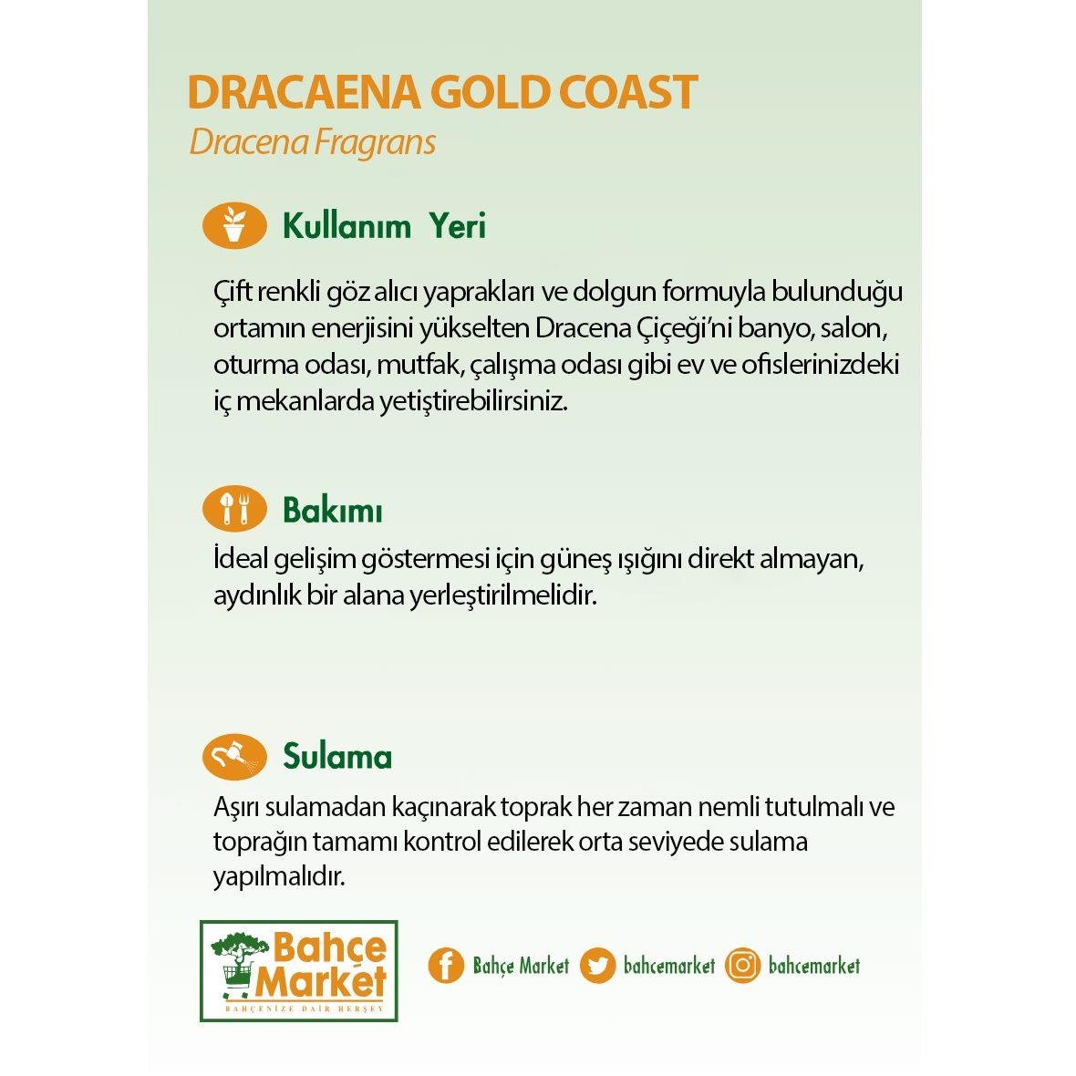 Draceana Gold Coast 140-160 Cm