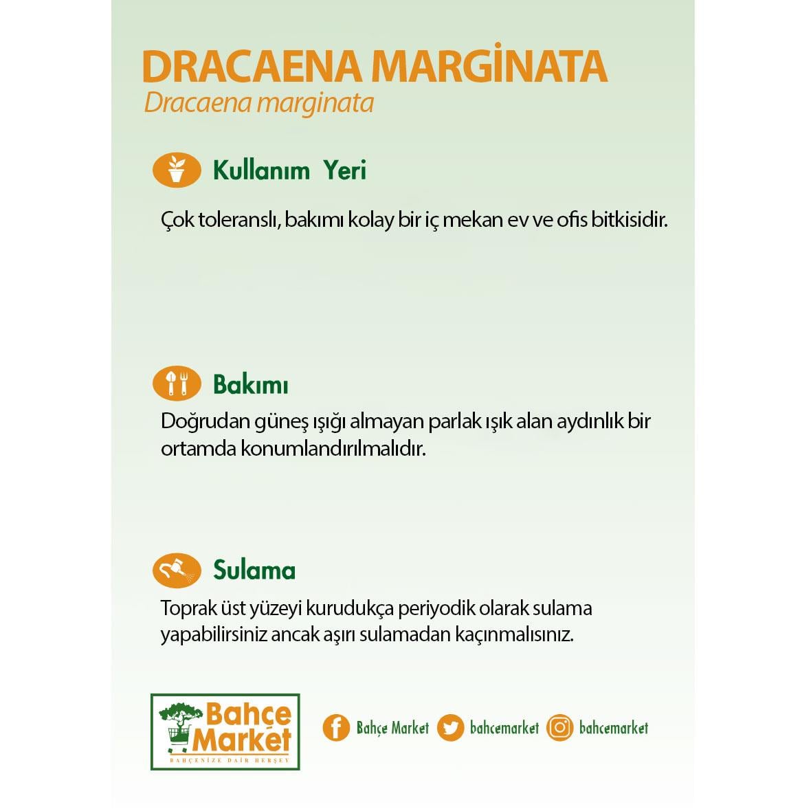 Draceana Marginata 100-120 Cm Yeşil