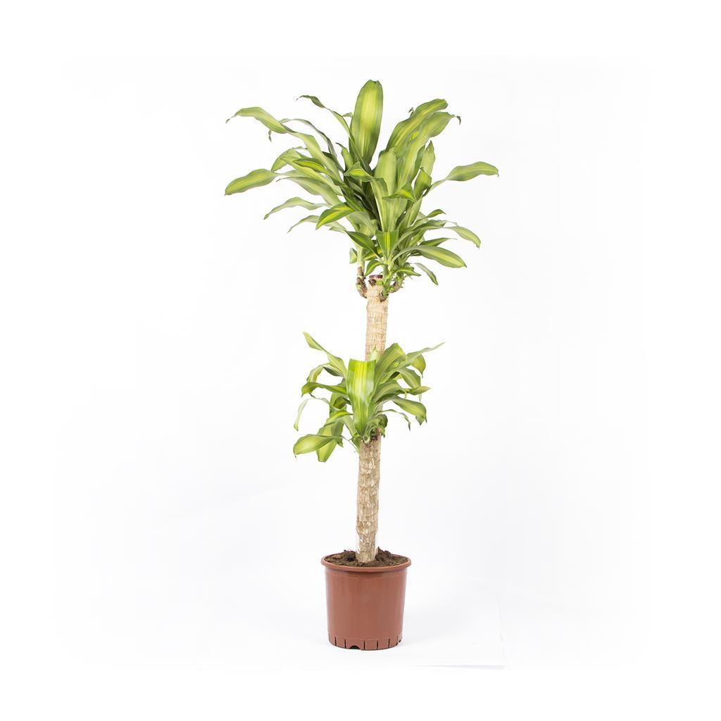 dracena-massangena-2-govdeli--42b1-.jpg