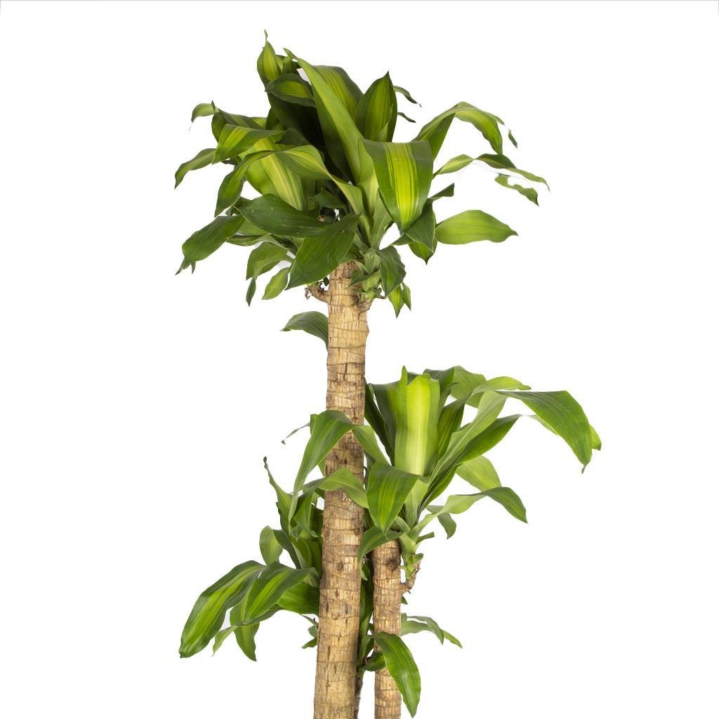 dracena-massangena-3-govdeli-0-4243.jpg