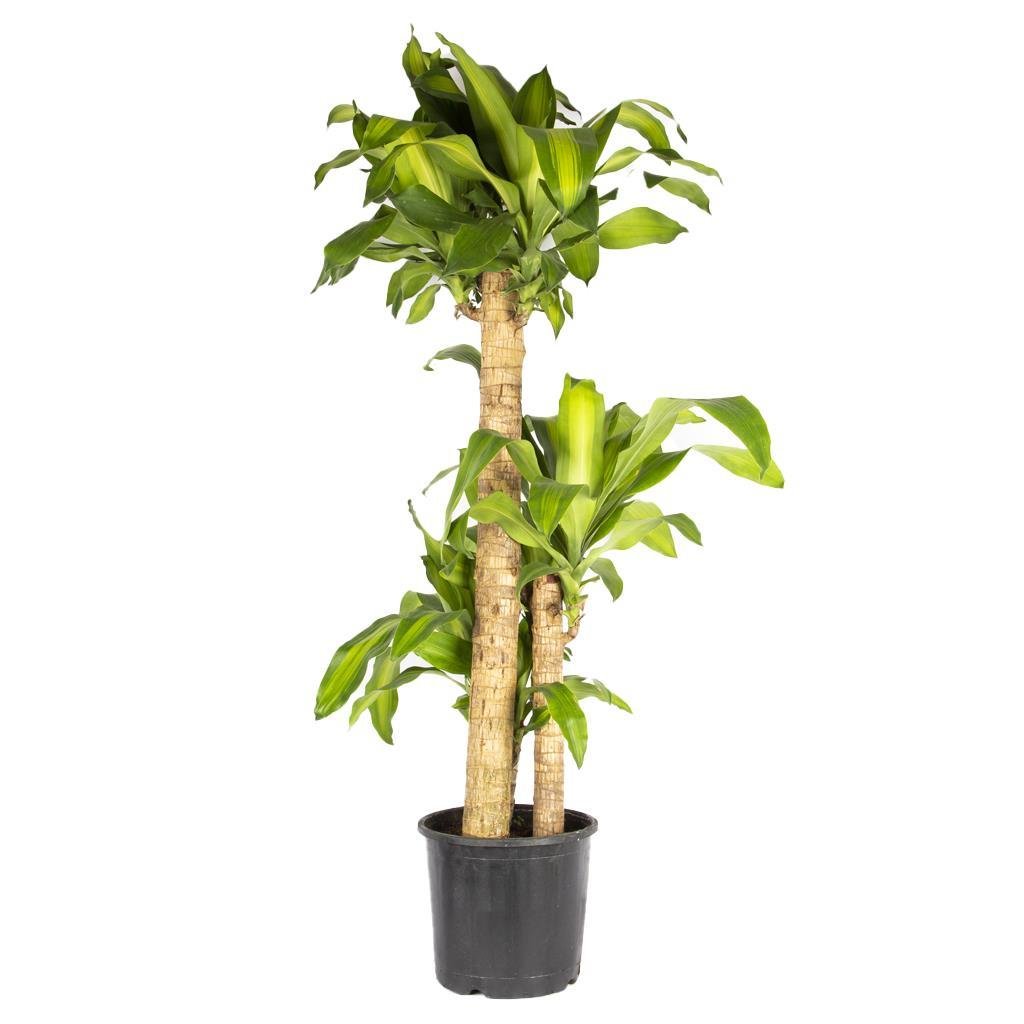 dracena-massangena-3-govdeli-4-68bc.jpg