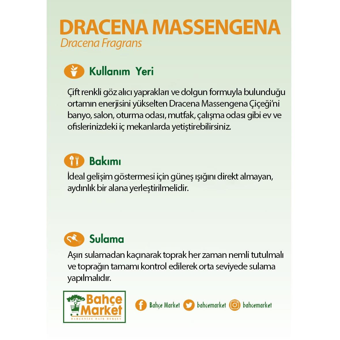 Dracena Massengena 3 Gövdeli Yeşil