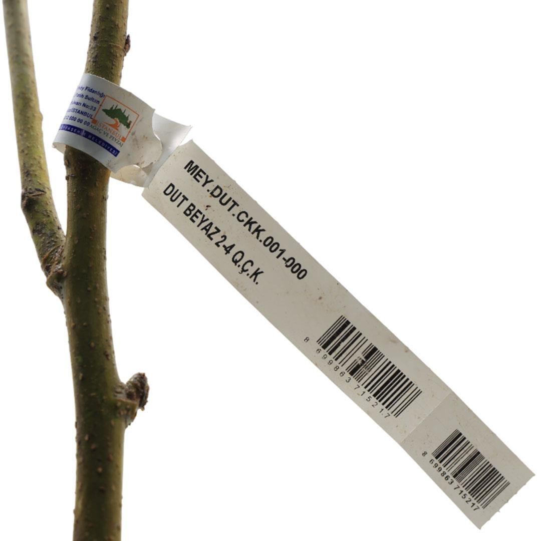 Dut Fidanı Beyaz Çıplak Kök