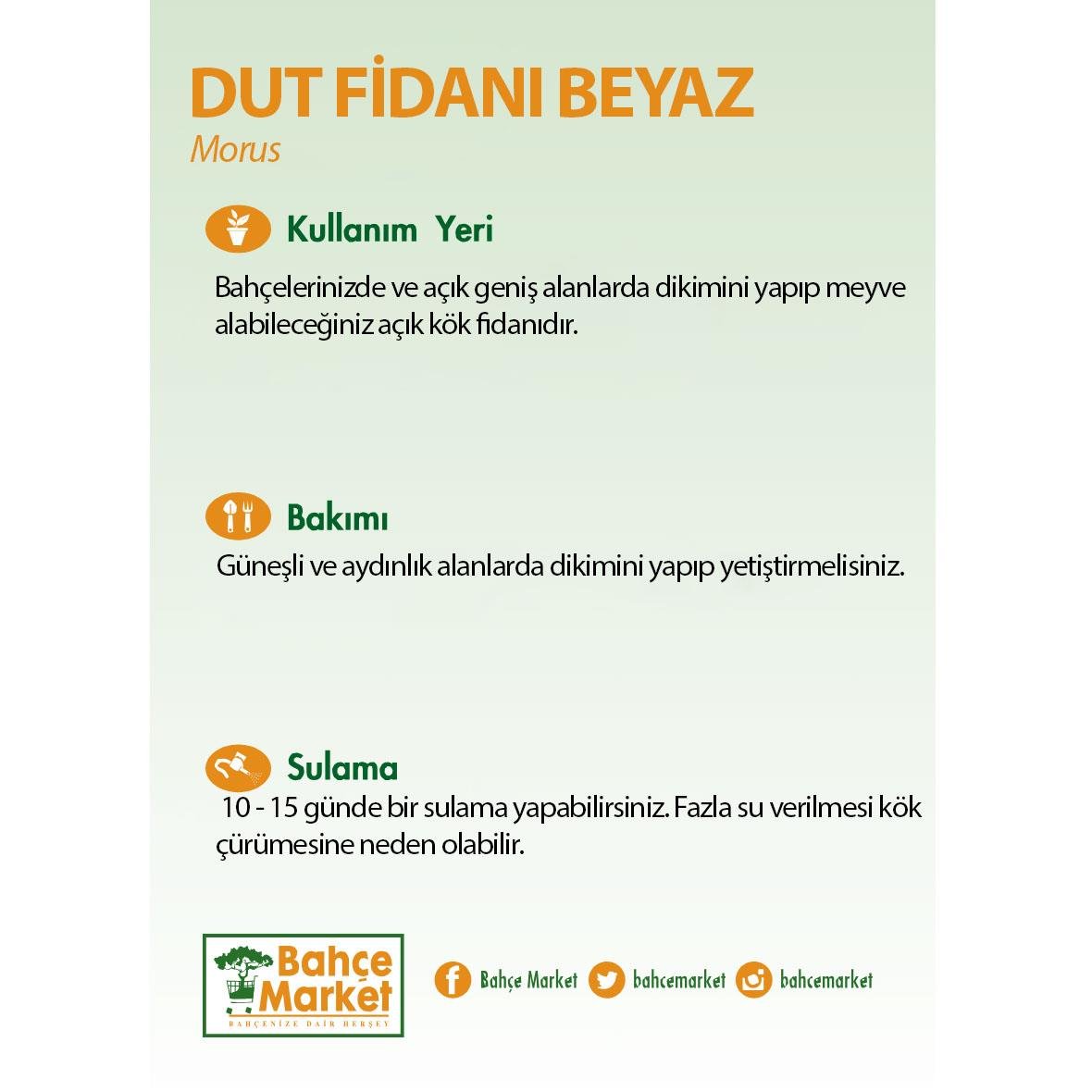 Dut Fidanı Beyaz Çıplak Kök