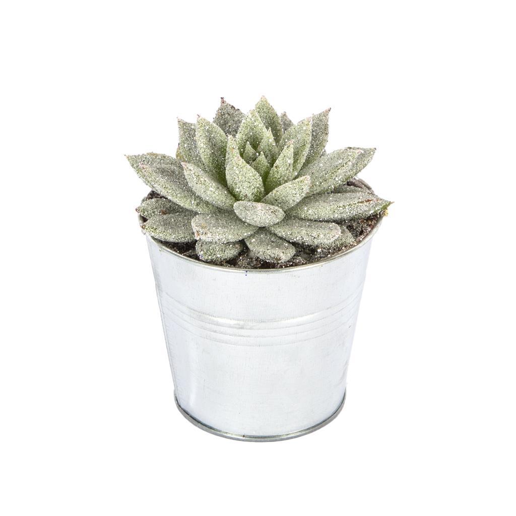 echeveria-10-15-cm--7b307.jpg