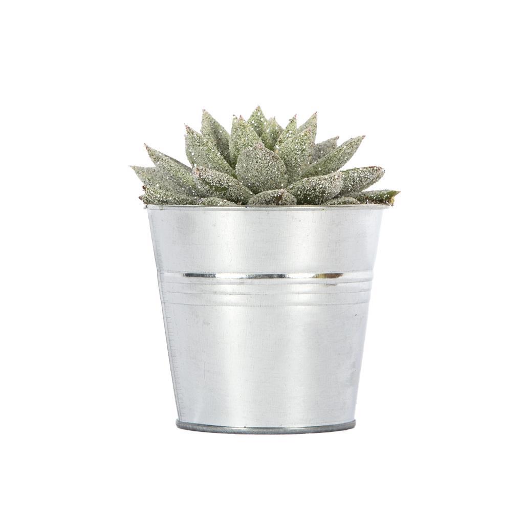 echeveria-10-15-cm--892cb.jpg