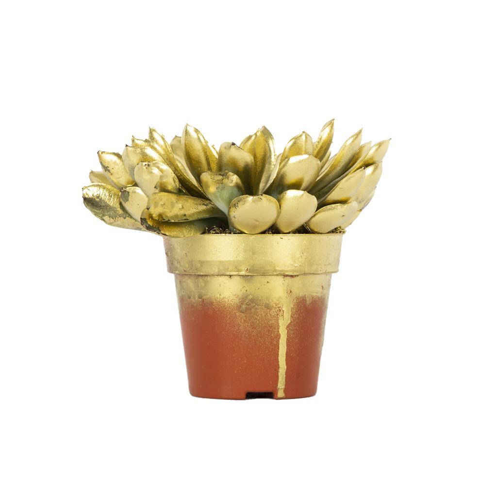 echeveria-10-15-cm-bd-aed.jpg
