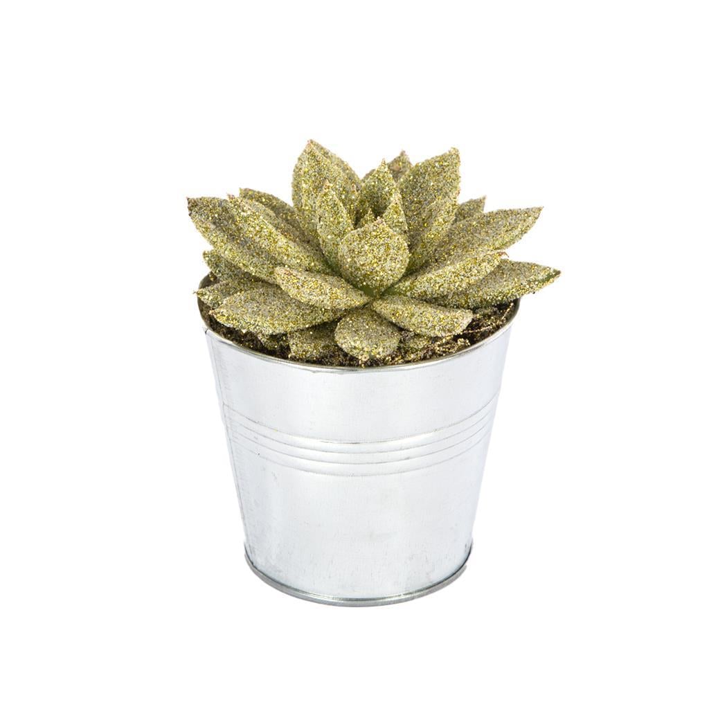 echeveria-10-15-cm-c-2fe7.jpg