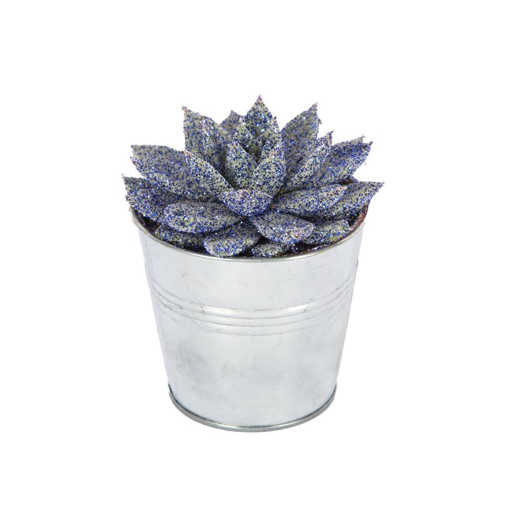 echeveria-10-15-cm-d-a157.jpg