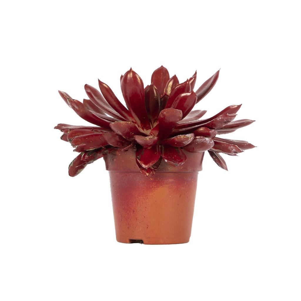 echeveria-10-15-cm-db6-87.jpg