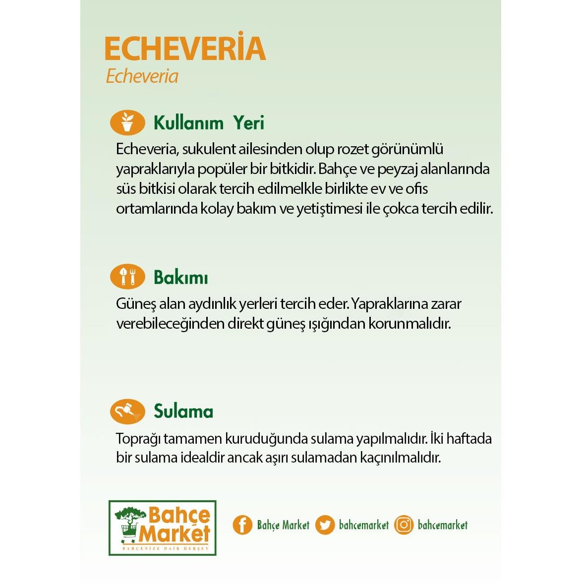 Echeveria 10-15 Cm Saksılı