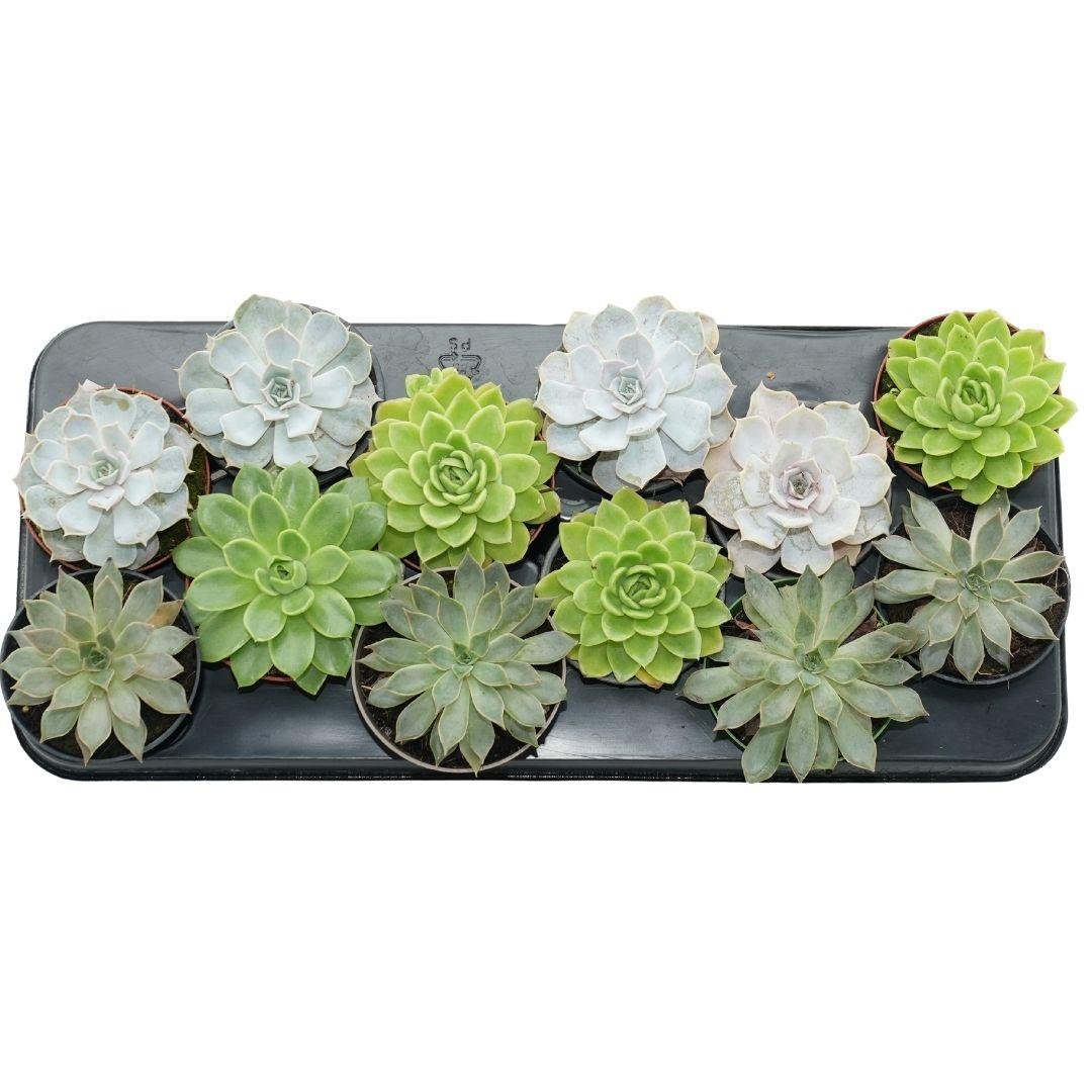 Echeveria 10-20 Cm