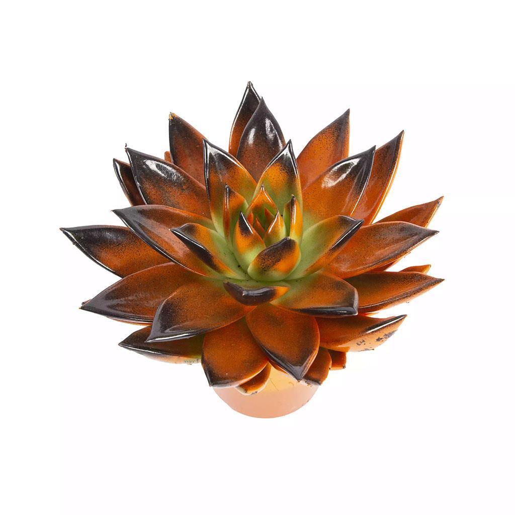 echeveria-5-10-cm-0e2b-7.jpg