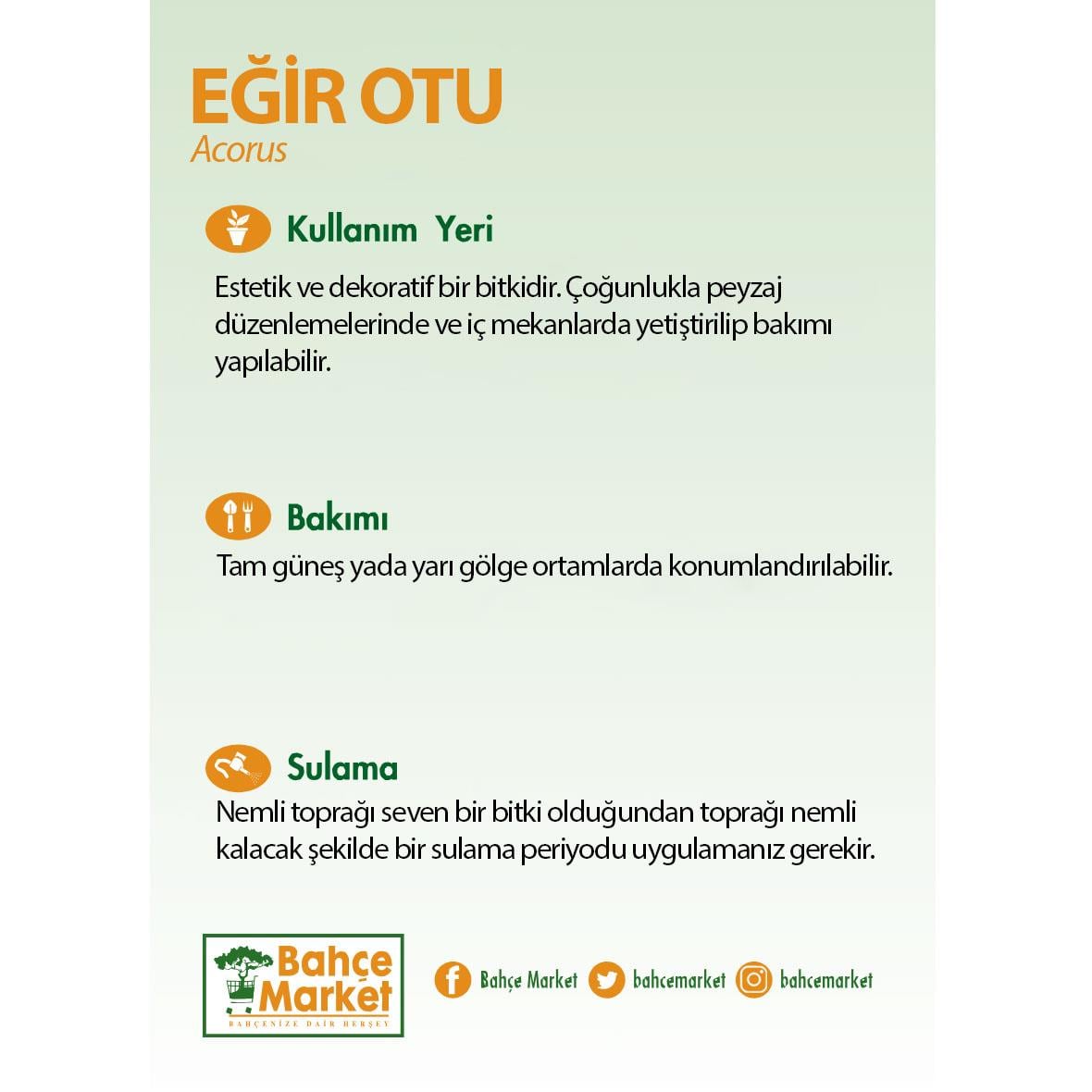 Eğir Otu (Acorus)